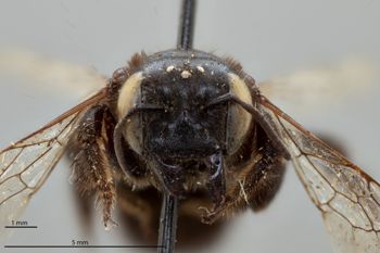 Media type: image;   Entomology 15718 Aspect: head frontal view